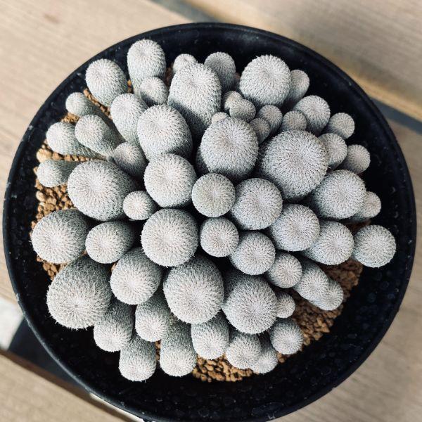 サボテン：エピテランサ 月世界*幅13cm 現品！一品限り : 遊恵盆栽