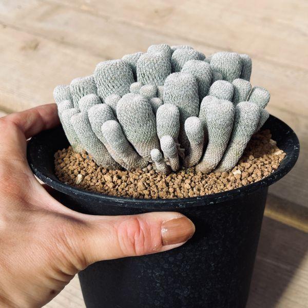 サボテン：エピテランサ 月世界*幅13cm 現品！一品限り : 遊恵盆栽