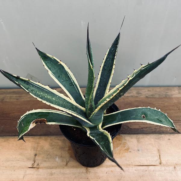 アガベ　サルミアナフェロックス　バターフィンガー　中株 アガベ サルミアナフェロックス バターフィンガー 中株