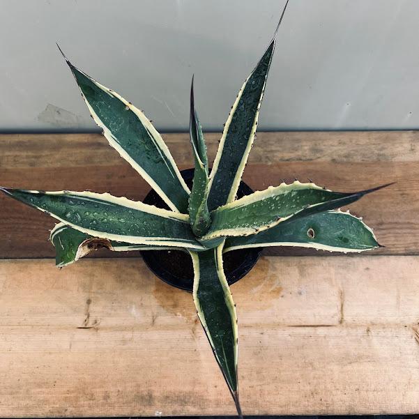 多肉植物：アガベ サルミアナ バターフィンガーズ*幅33cm 現品