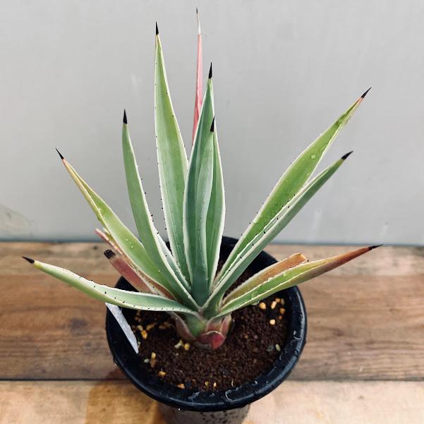 『超特大、現物出品』アガベ　白閃光ハーフムーン　ハクセンコウ　多肉 超特大、現物出品』アガベ 白閃光ハーフムーン ハクセンコウ