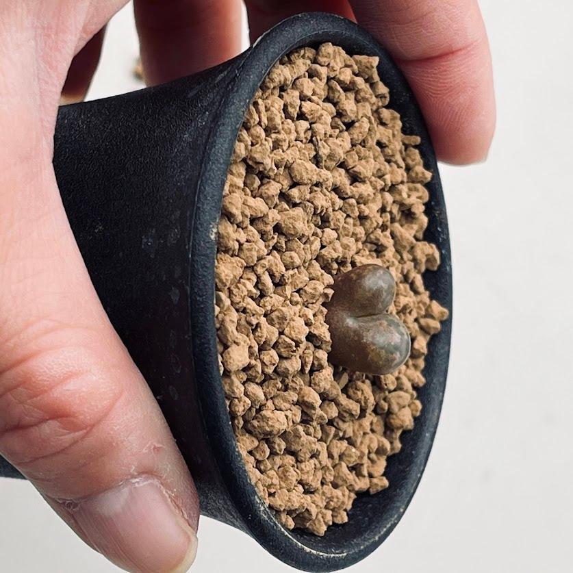 多肉植物：コノフィツム ペルシダム パルディカラー*幅1.5cm : 遊恵