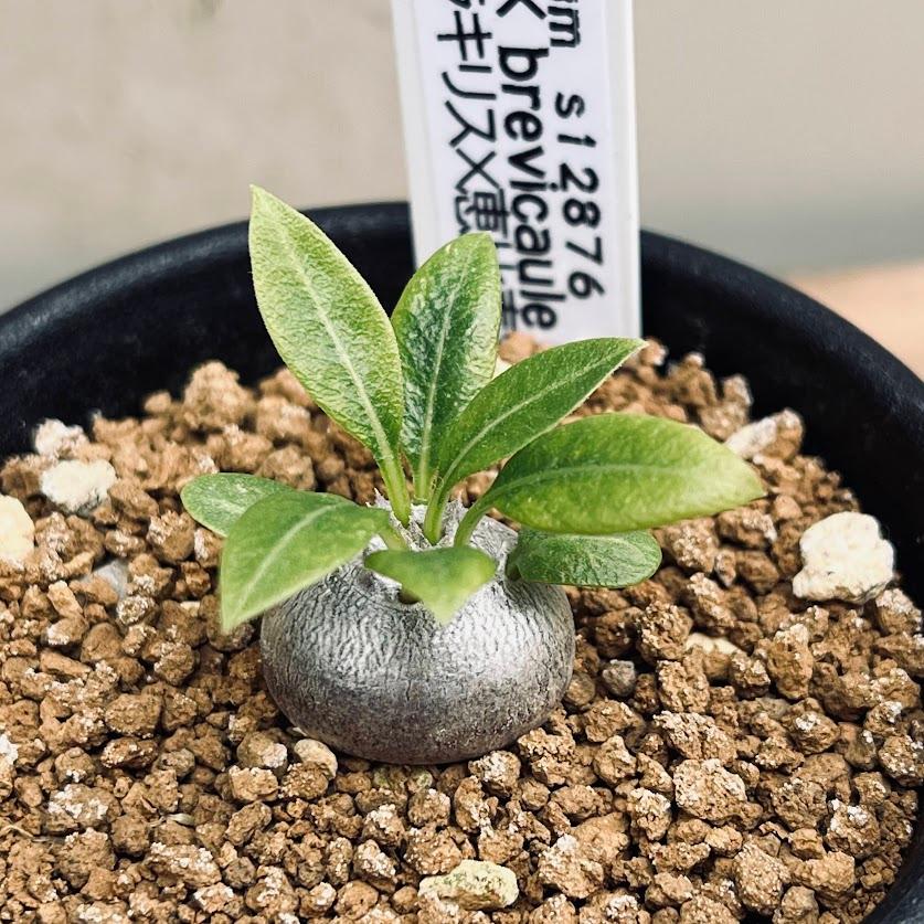 コーデックス：パキポディウム グラキリス×恵比寿笑い 実生*塊根幅1.5