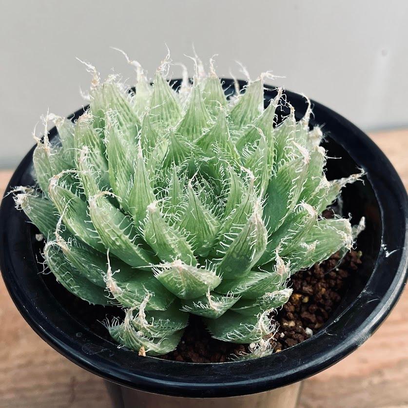 多肉植物：ハオルチア ボルシー*幅11cm 現品！一品限り : 遊恵盆栽