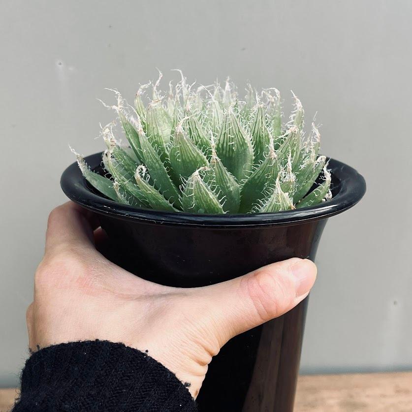 多肉植物：ハオルチア ボルシー*幅11cm 現品！一品限り : 遊恵盆栽