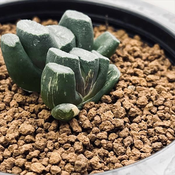 多肉植物：ハオルチア 玉扇 コンゲスタ錦 GN-13*幅4cm 現品