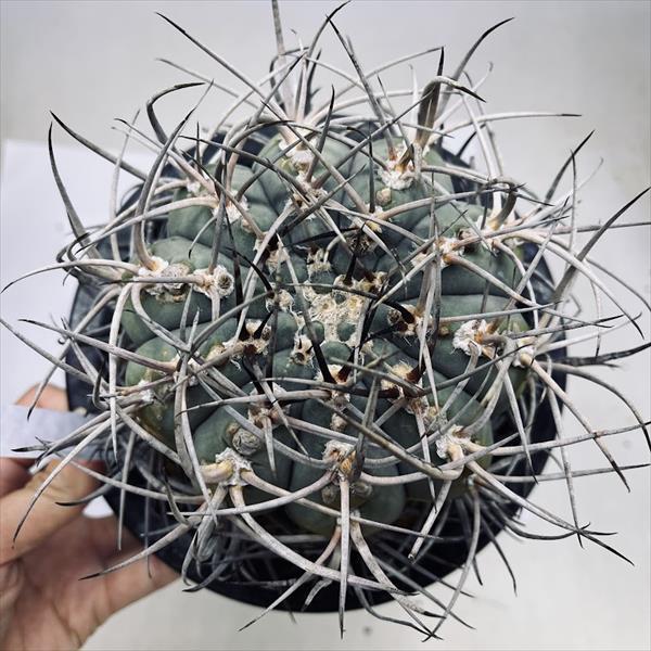 希少❗️美品❗️SWAROWSKI サボテン置物 Amazon.co.jp: スワロフスキー クリスタルフラワー ゴールデン