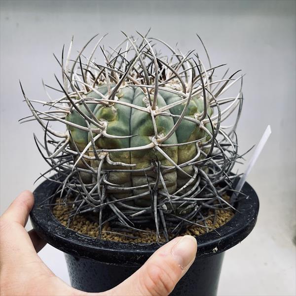 サボテン:ギムノカリキウム 光琳玉 ツギ*幅11cm 現品!一品限り サボテン:ギムノカリキウム 光琳玉 ツギ*幅11cm 現品!一品限り