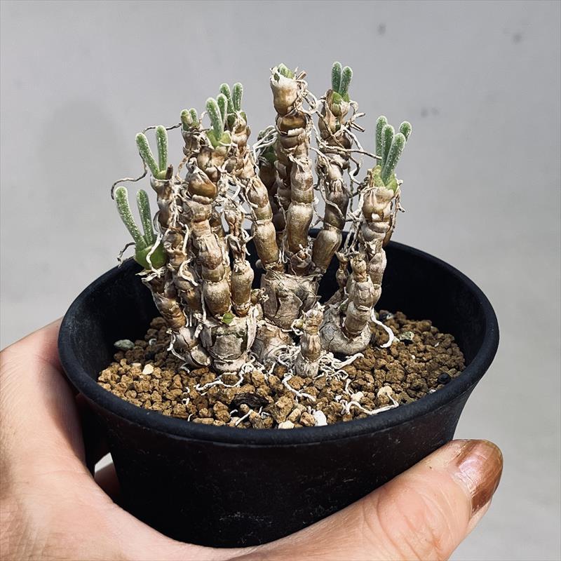 多肉植物：モニラリア　ピシフォルミス 実生*幅6.5ｃｍ　現品！一品限り 