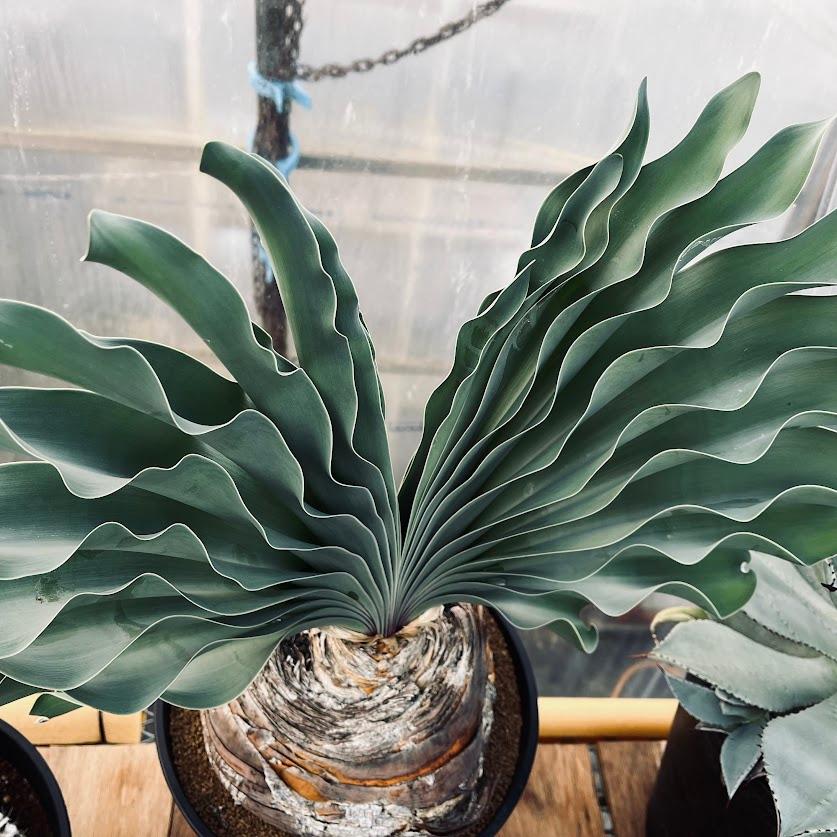 ジ*ミ様 ブーファン ハエマンソイデス ブーファン・ハエマンソイデス（Boophane haemanthoides