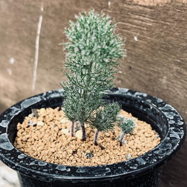 球根植物：エリオスペルマム パラドクサム 霧氷玉*幅4cm 現品 一品限り