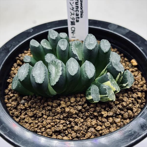 多肉植物：ハオルチア 玉扇 コンゲスタ錦 CN-11*幅7cm 現品！一品