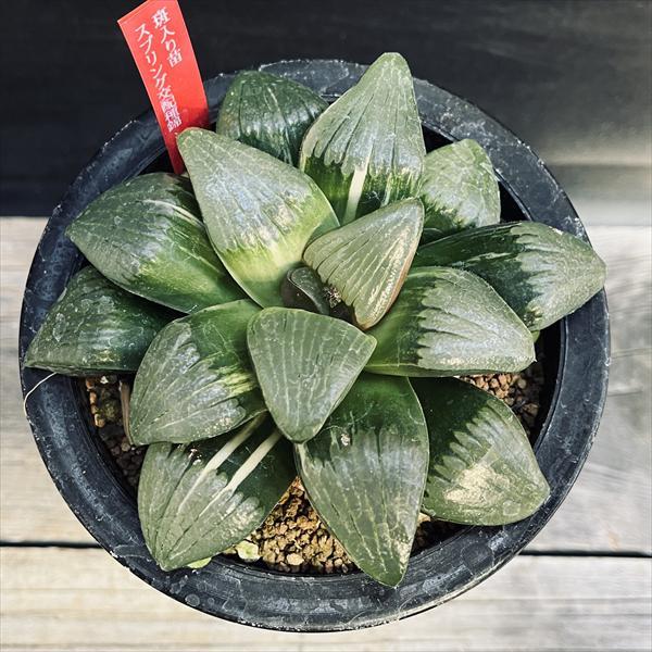 多肉植物:ハオルチア スプリングボクブラケンシス交配種錦*幅 多肉植物:ハオルチア スプリングボクブラケンシス交配種錦*幅