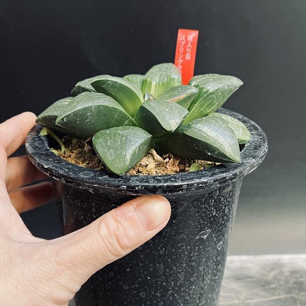 多肉植物:ハオルチア スプリングボクブラケンシス交配種錦*幅 多肉植物:ハオルチア スプリングボクブラケンシス交配種錦*幅