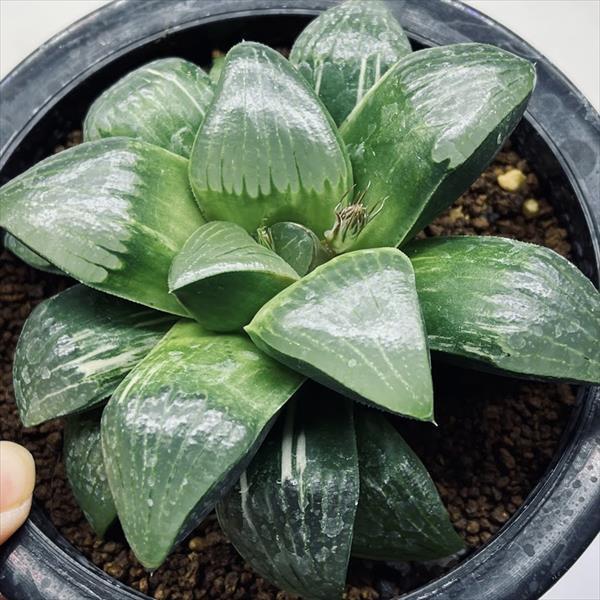 多肉植物:ハオルチア スプリングボクブラケンシス交配種錦*幅 多肉植物:ハオルチア スプリングボクブラケンシス交配種錦*幅