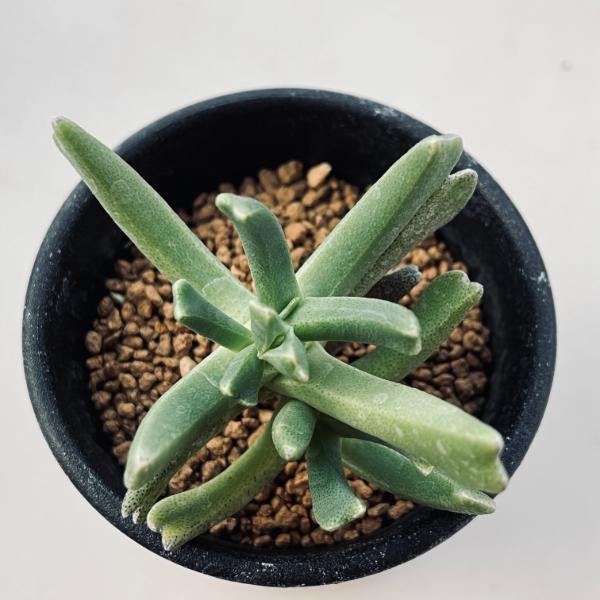 多肉植物：ロンボフィルム 快刀乱麻*葉幅7cm : 遊恵盆栽 Yahoo!店