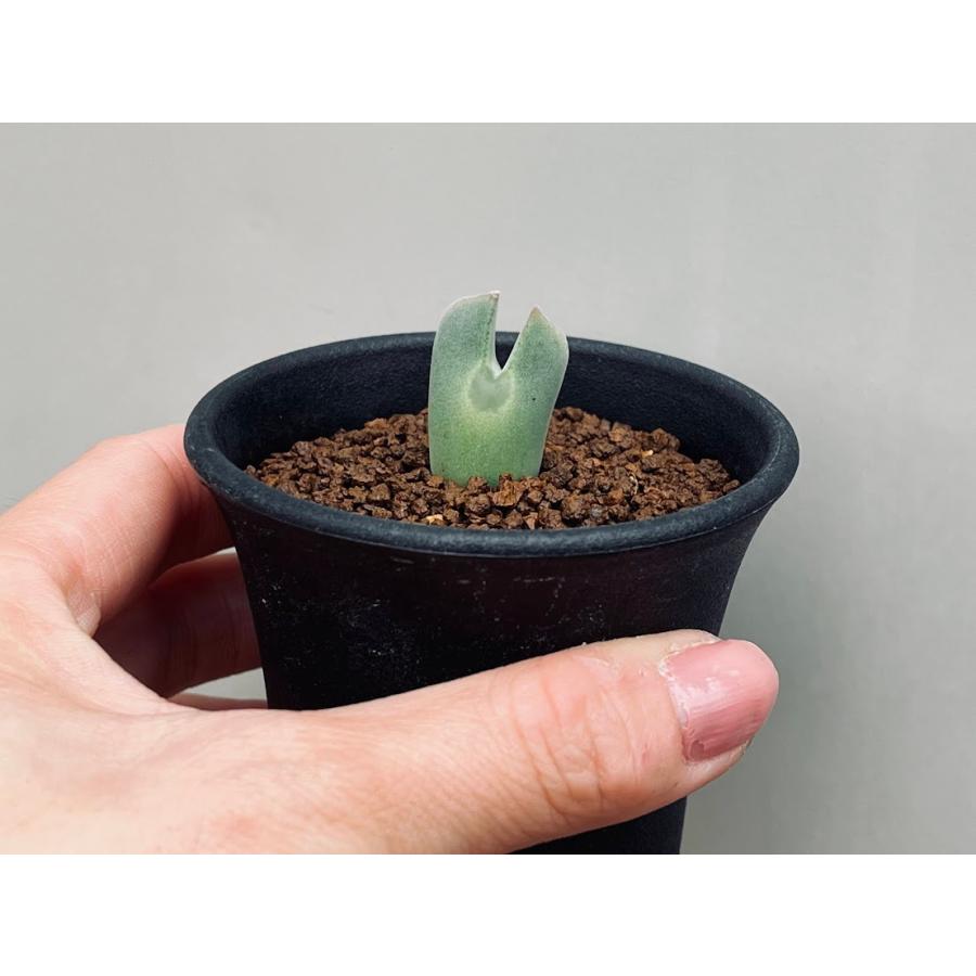 コノフィツム　１年苗　実生　写真の苗から１種につき２株ずつのぞいた全量 多肉植物 コノフィツム ラツム 1cm以上 抜き苗 1点｜Yahoo!フリマ（旧