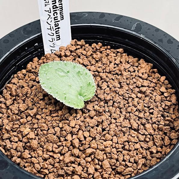 多肉植物：エリオスペルマム アペンデクラツム*葉幅3cm 現品！一品  
