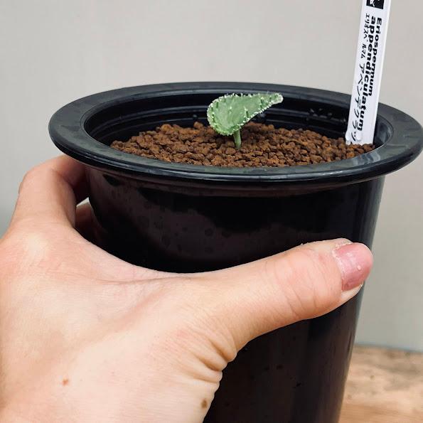 エリオスペルマム アペンディキュラツム 多肉植物 【公式通販】