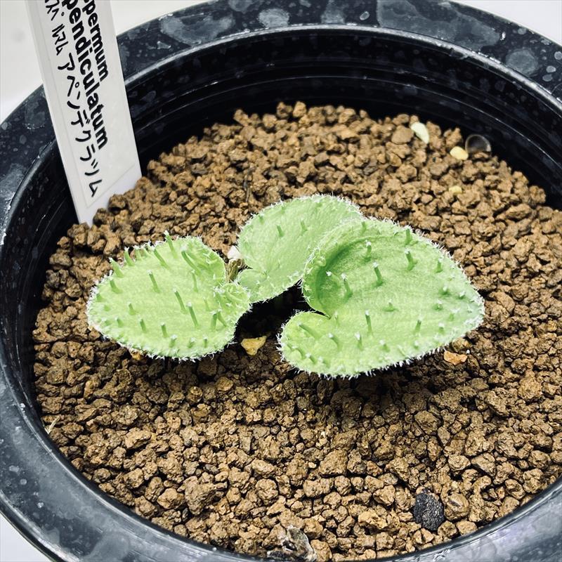 球根植物：エリオスペルマム アペンデクラツム*葉幅5.5cm 現品
