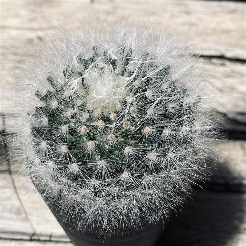 専用ページ Y8-7-58【一点物】人気実生サボテン サボテン：クラインジア 刺なし月光殿 実生*幅7.5cm : 遊恵盆栽