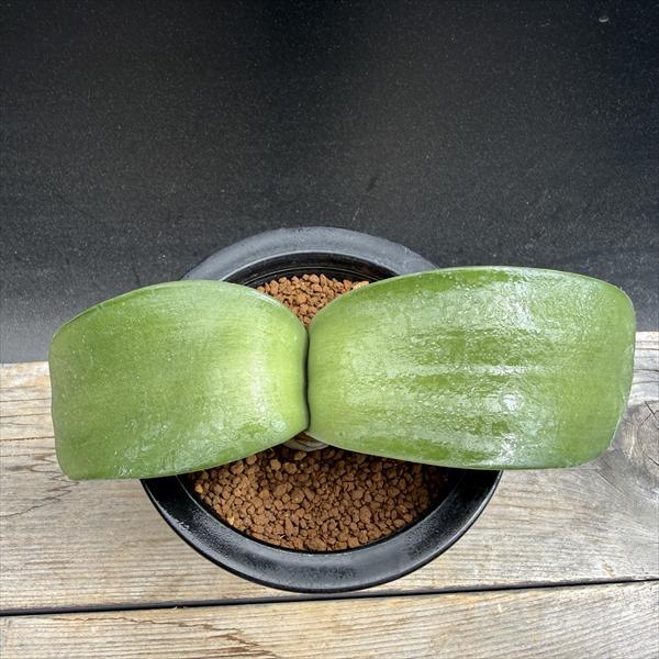 球根植物：ハエマンサス アルビフロース マユハケオモト*M 葉幅15cm