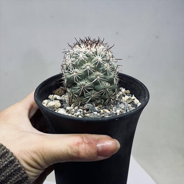 サボテン：マミラリア 蓬莱宮*幅4.5cm 現品！一品限り : 遊恵盆栽