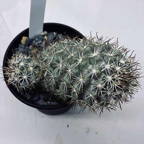 サボテン：マミラリア 蓬莱宮*幅11cm 現品！一品限り : 遊恵盆栽