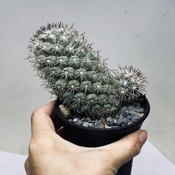 サボテン：マミラリア 蓬莱宮*幅11cm 現品！一品限り : 遊恵盆栽