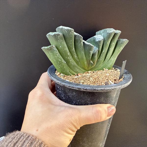 ☆特価☆多肉植物：ハオルチア 玉扇 金子氏No.1*幅13cm 現品！一品