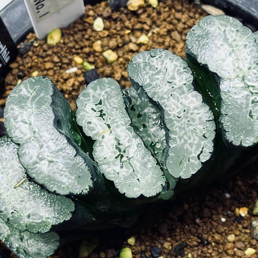 37d ハオルチア　多肉植物　金子短葉万象錦　自家繁殖 37d ハオルチア 多肉植物 金子短葉万象錦 自家繁殖