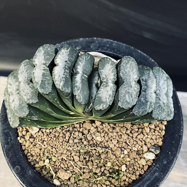 ☆特価☆多肉植物：ハオルチア 玉扇*幅10.5cm 現品！一品限り