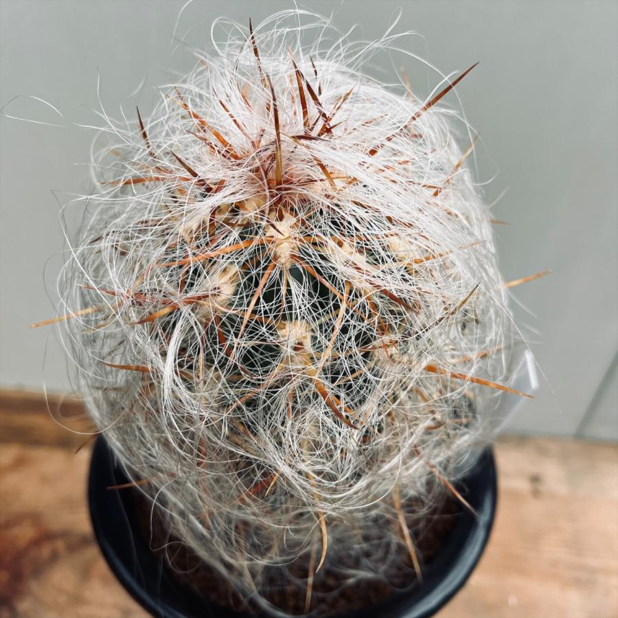 サボテン：オレオケレウス ライオン錦*幅10cm 現品！一品限り : 遊恵