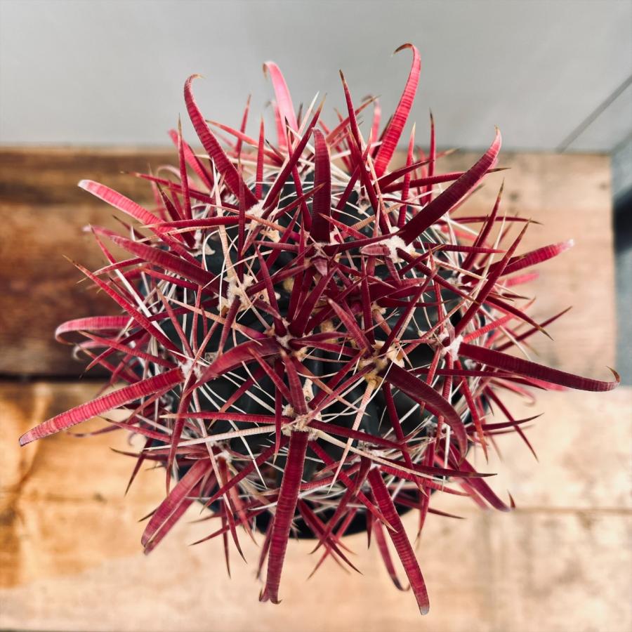 サボテン フェロカクタス 紅鯱 自根 神仙玉 鯱頭 巨鷲玉 刈穂玉 赤鳳 金冠竜 サボテン フェロカクタス 紅鯱 自根 神仙玉 鯱頭 巨鷲玉 刈穂玉 赤