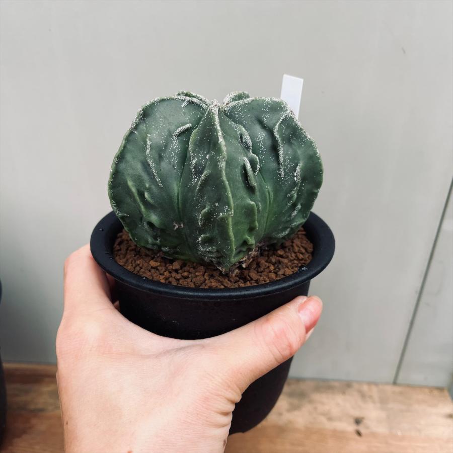 サボテン：碧瑠璃複隆鸞鳳玉（へきるりふくりゅうらんぽうぎょく）実生