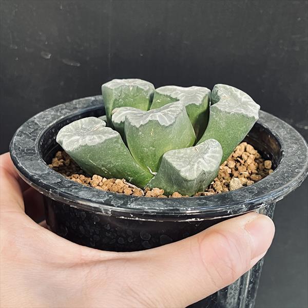 ハオルチア 万象 竜文 ハオルチア：万象 2.5号 の通販 | 園芸ネット