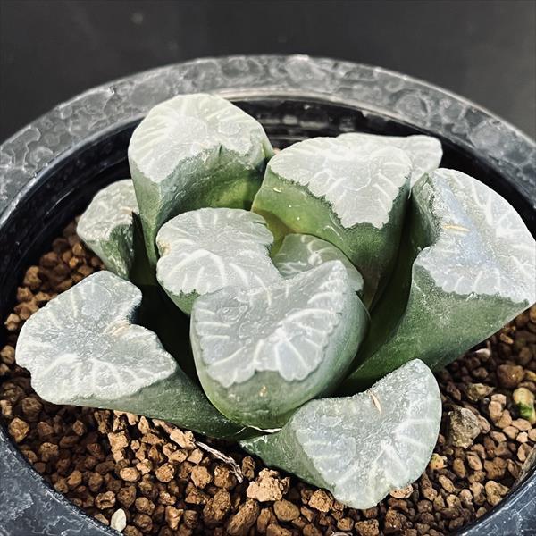 ☆特価☆多肉植物：ハオルチア 万象 K-1*幅8cm 現品！一品限り