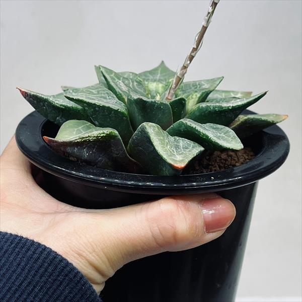 【激安】コンプト バディア 巨大株セット　極上品　高級　ハオルチア　バラ売り可 肉植物：ハオルチア コンプトニアーナ hyb.*幅11.5cm 現品！一品限り