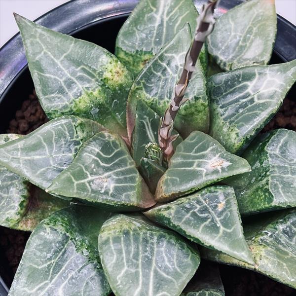 肉植物：ハオルチア コンプトニアーナ hyb.*幅11.5cm 現品！一品限り