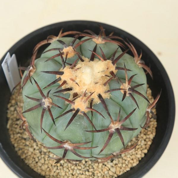 たぶん　花王丸　接ぎ木　サボテン サボテン：花王丸 ツギ*11.5cm 現品 一品限り : 遊恵盆栽 Yahoo!店