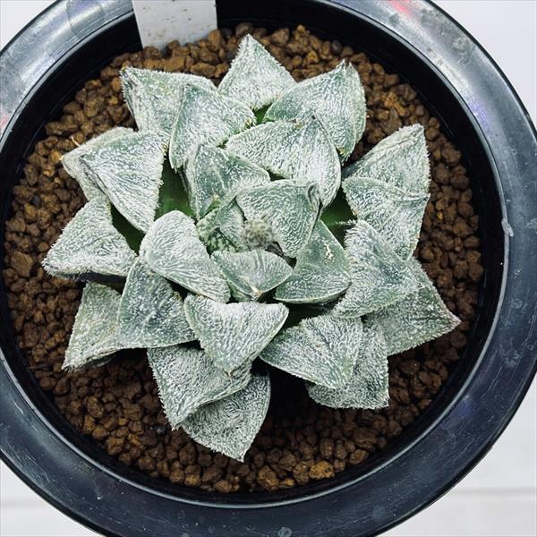 0524．多肉植物 ハオルチア もぐりん(B) 0524．多肉植物 ハオルチア も