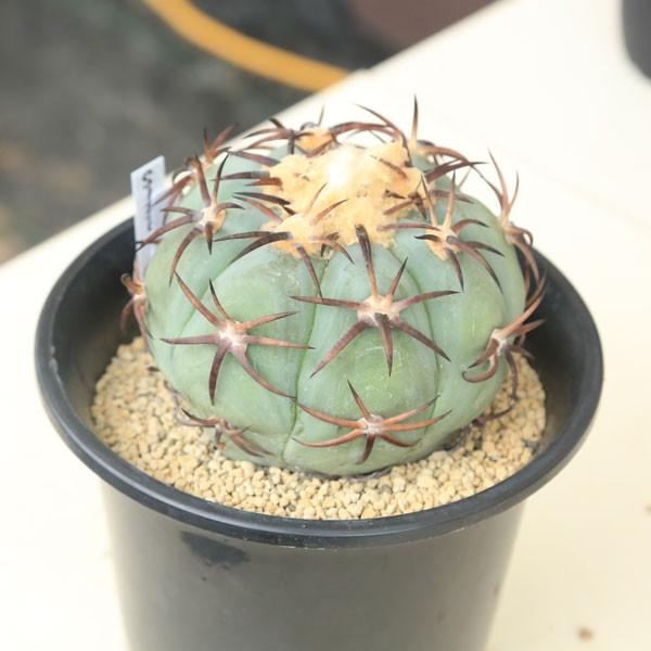 花王丸錦　実生ツギ サボテン：花王丸 ツギ*11.5cm 現品 一品限り : 遊恵盆栽 Yahoo!店