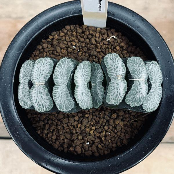 多肉植物：ハオルチア　玉扇　塚原氏　実生A*幅9ｃｍ　現品　一品限りの画像