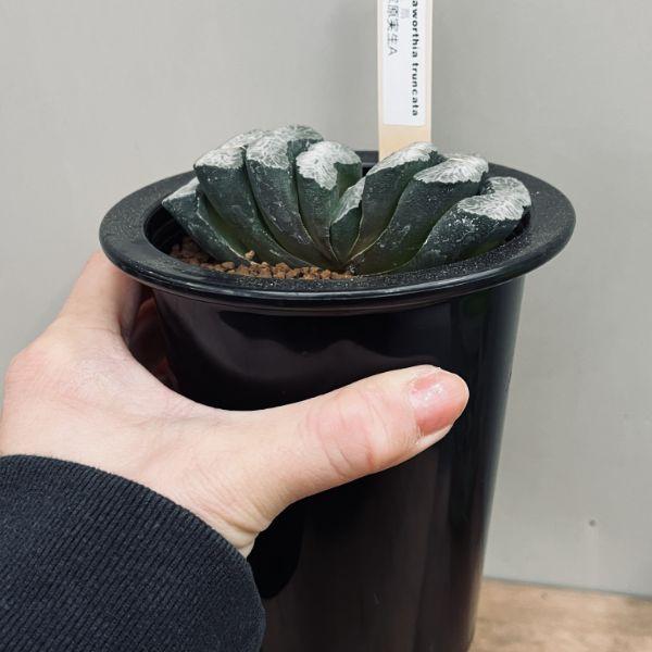 多肉植物：ハオルチア　玉扇　塚原氏　実生A*幅9ｃｍ　現品　一品限りの画像