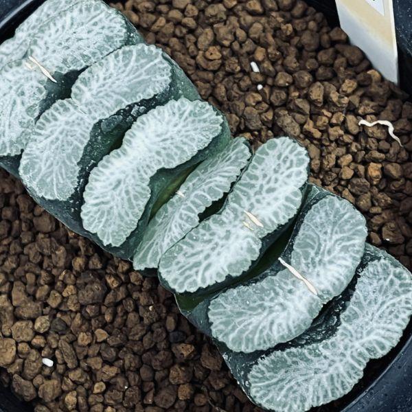 多肉植物：ハオルチア　玉扇　塚原氏　実生A*幅9ｃｍ　現品　一品限りの画像
