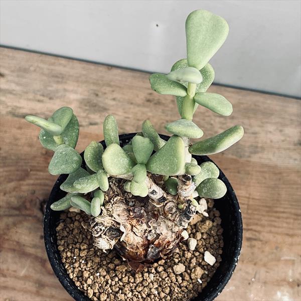 コーデックス：ケラリア ピグマエア*葉幅9cm 現品！一品限り