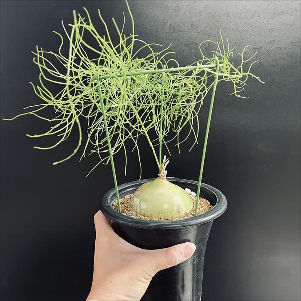 球根植物：蒼角殿（ソウカクデン）*球根幅7cm 現品！一品限り : 遊恵