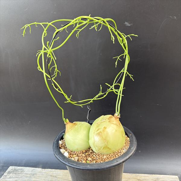 球根植物：蒼角殿（ソウカクデン）*球根幅11cm 現品！一品限り : 遊恵