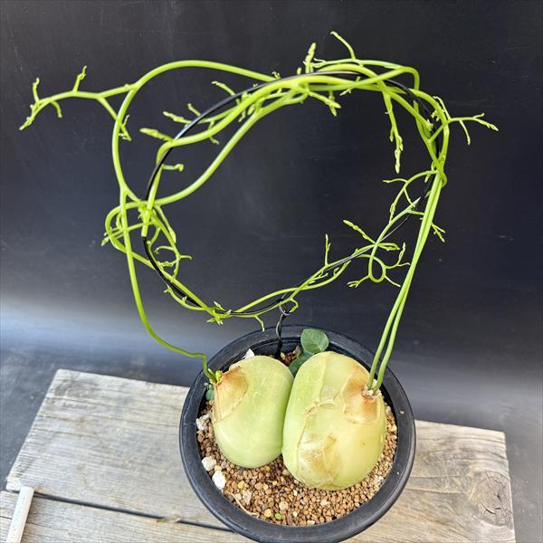 球根植物：蒼角殿（ソウカクデン）*球根幅11cm 現品！一品限り : 遊恵