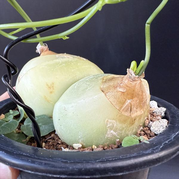 球根植物：蒼角殿（ソウカクデン）*球根幅11cm 現品！一品限り : 遊恵
